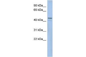 WB Suggested Anti-SMCR7L  Antibody Titration: 0. (SMCR7L anticorps  (N-Term))