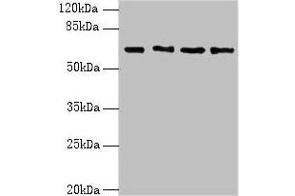 ENC1 Antikörper  (AA 1-230)