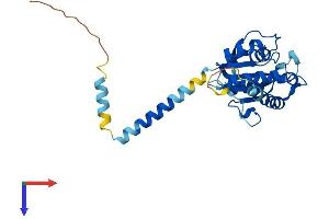 AlphaFold protein structure predicition of Human Recombinant SRPRB Protein, UniprotID Q9Y5M8