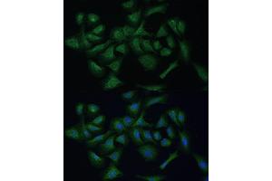 Immunofluorescence analysis of U-2 OS cells using REXO2 Polyclonal Antibody (ABIN7269955) at dilution of 1:100 (40x lens).
