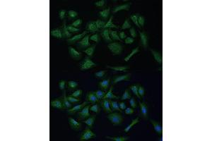 Immunofluorescence analysis of U-2 OS cells using REXO2 Polyclonal Antibody (ABIN7269955) at dilution of 1:100 (40x lens). (REXO2 anticorps  (AA 26-237))