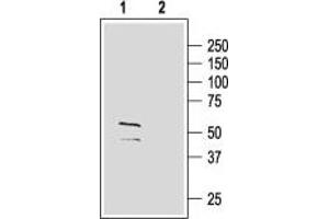 Western blot analysis of rat brain membranes: - 1.