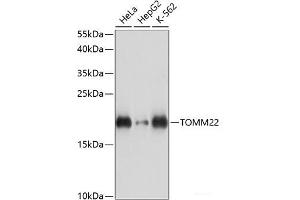 Western blot analysis of extracts of various cell lines using TOMM22 Polyclonal Antibody at dilution of 1:3000. (TOMM22 anticorps)