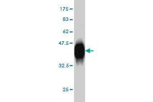 Western Blot detection against Immunogen (37.