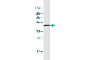 Western Blot detection against Immunogen (36.