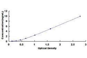 ELISA image for Rh Blood Group, D Antigen (RHD) ELISA Kit (ABIN1874481)
