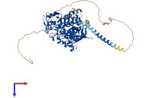 AlphaFold protein structure predicition of Human Recombinant MTMR7 Protein, UniprotID Q9Y216