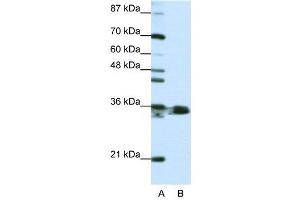 WB Suggested Anti-HNRPA1  Antibody Titration: 1.