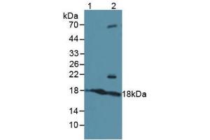 Western blot analysis of (1) Human Serum and (2) Human 293T Cells. (ATF3 anticorps  (AA 1-181))