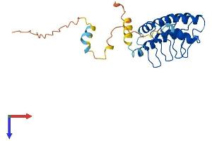AlphaFold protein structure predicition of Human Recombinant ANKRD49 Protein, UniprotID Q8WVL7