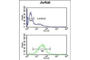 anti-Solute Carrier Family 25, Member 28 (SLC25A28) (AA 36-64), (N-Term) antibody