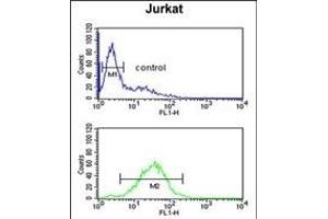 MFRN2 Antibody (N-term) (ABIN651437 and ABIN2840240) flow cytometric analysis of Jurkat cells (bottom histogram) compared to a negative control cell (top histogram). (SLC25A28 anticorps  (N-Term))