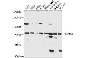 Western blot analysis of extracts of various cell lines, using FCHSD1 antibody (ABIN7270317) at 1:1000 dilution.