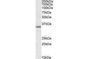 Image no. 1 for anti-Growth Hormone Inducible Transmembrane Protein (GHITM) (AA 41-54) antibody (ABIN490386) (GHITM anticorps  (AA 41-54))