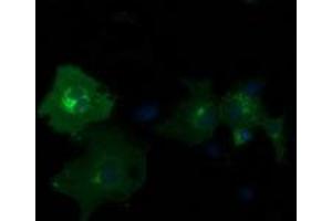Anti-PDE2A mouse monoclonal antibody (ABIN2454216) immunofluorescent staining of COS7 cells transiently transfected by pCMV6-ENTRY PDE2A (RC207219). (PDE2A anticorps)