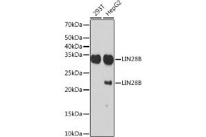Western blot analysis of extracts of various cell lines, using LIN28B Rabbit mAb (ABIN7268267) at 1:1000 dilution. (LIN28B anticorps)