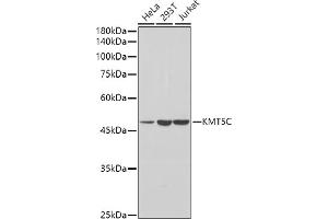 Western blot analysis of extracts of various cell lines, using KMT5C antibody (ABIN7270649) at 1:1000 dilution. (SUV420H2/KMT5C anticorps  (AA 100-200))