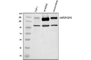Western blot analysis of CD13/Anpep using anti-CD13/Anpep antibody (ABIN7602222).