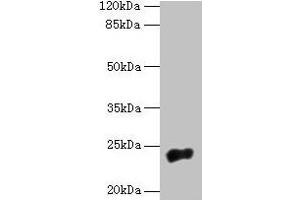 Western blot All lanes: NACA2 antibody at 5 μg/mL + 293T whole cell lysate Secondary Goat polyclonal to rabbit IgG at 1/10000 dilution Predicted band size: 24 kDa Observed band size: 24 kDa (NACA2 anticorps  (AA 1-215))