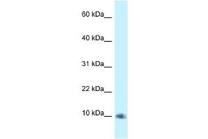 Western Blot showing PSMG3 antibody used at a concentration of 1. (PSMG3 anticorps  (C-Term))