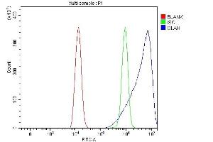 anti-Oleoyl-ACP Hydrolase (OLAH) (AA 13-265) antibody