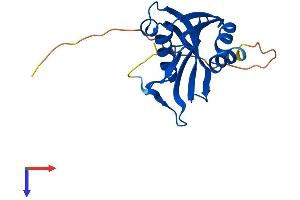 AlphaFold protein structure predicition of Human Recombinant NUDT4 Protein, UniprotID Q9NZJ9