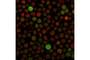 Immunofluorescence Analysis of Jurkat cells labeling BAX with Bax Monoclonal Antibody (Clone SPM33) followed by Goat anti-Mouse IgG-CF488 (Green). (BAX anticorps  (AA 3-16))