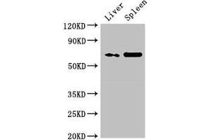Western Blot Positive WB detected in: Rat liver tissue, Rat spleen tissue All lanes: PRSS56 antibody at 3 μg/mL Secondary Goat polyclonal to rabbit IgG at 1/50000 dilution Predicted band size: 65 kDa Observed band size: 65 kDa (PRSS56 anticorps  (AA 36-116))