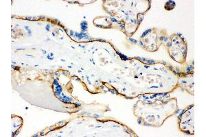 Anti- CD55 Picoband antibody, IHC(P) IHC(P): Human Placenta Tissue (CD55 anticorps  (AA 35-347))