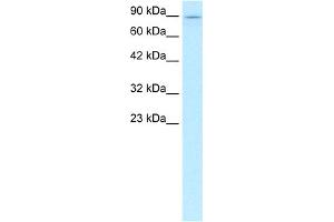 WB Suggested Anti-KIF5B Antibody Titration:  0. (KIF5B anticorps  (C-Term))