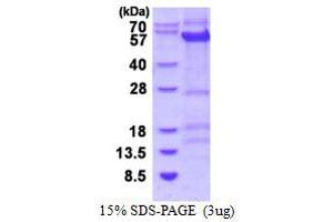 Image no. 1 for Cyclin B1 (CCNB1) (AA 1-433) protein (His tag) (ABIN6386988)