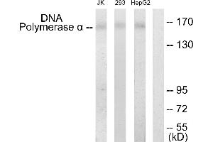 Western blot analysis of extracts from Jurkat cells, 293 cells and HepG2 cells, using DNA Polymerase α antibody. (POLA1 anticorps)