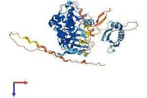AlphaFold protein structure predicition of Human Recombinant STK39 Protein, UniprotID Q9UEW8