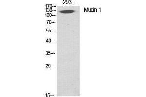 Western Blotting (WB) image for anti-Mucin 1 (MUC1) (Ser92) antibody (ABIN6280977)