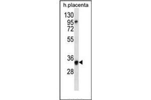 Western blot analysis of OR6N2 Antibody (C-term) in human placenta tissue lysates (35ug/lane). (OR6N2 anticorps  (C-Term))
