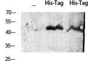 Western Blot (WB) analysis using His-tag Polyclonal Antibody against HEK293 cells transfected with vector overexpressing His tag (1) and untransfected (2). (His Tag anticorps)