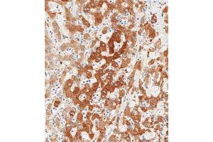 Immunohistochemical analysis of paraffin-embedded human liver tissue using (ABIN6242373 and ABIN6578888) performed on the Leica® BOND RXm.