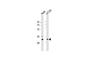 All lanes : Anti-GNB2L1 Antibody (K44) at 1:1000 dilution Lane 1: Hela whole cell lysate Lane 2: HT-29 whole cell lysate Lysates/proteins at 20 μg per lane. (GNB2L1 anticorps  (N-Term))
