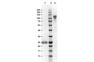 SDS-PAGE results of Goat F(ab')2 Anti-MOUSE IgG F(c) Antibody Min X Bv, Hs, & Hu Serum Proteins. (Chèvre anti-Souris IgG (Fc Region) Anticorps - Preadsorbed)