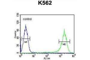 Flow cytometric analysis of K562 cells using GAGE7 Antibody (C-term) Cat. (G Antigen 7 anticorps  (C-Term))