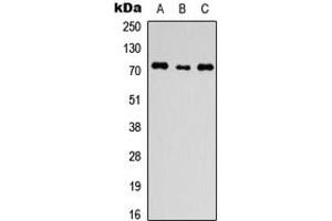 Western blot analysis of ANO1 expression in HEK293T (A), H9C2 (B), HeLa (C) whole cell lysates. (ANO1 anticorps  (C-Term))