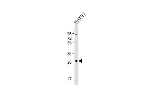 Anti-RRAGD Antibody (Center) at 1:1000 dilution + 293T/17 whole cell lysate Lysates/proteins at 20 μg per lane. (RRAGD anticorps  (AA 171-199))