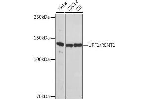 Western blot analysis of extracts of various cell lines, using UPF1/RENT1 Rabbit mAb (ABIN7271226) at 1:1000 dilution. (RENT1/UPF1 anticorps)