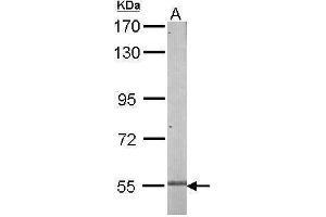 WB Image Sample (50 ug of whole cell lysate) A: Mouse brain 7.