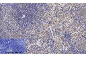 Immunohistochemical analysis of paraffin-embedded rat spleen tissue. (p53 anticorps)