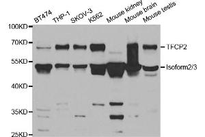 Western blot analysis of extracts of various cell lines, using TFCP2 antibody (ABIN5973236) at 1/1000 dilution. (TFCP2 anticorps)