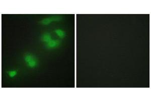 Immunofluorescence (IF) image for anti-CREB/ATF BZIP Transcription Factor (CREBZF) (C-Term) antibody (ABIN1850002) (CREBZF anticorps  (C-Term))