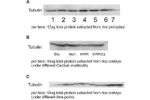 Western Blotting (WB) image for anti-Tubulin alpha Chain (TUB1) antibody (ABIN7477855) (Tubulin alpha Chain (TUB1) anticorps)