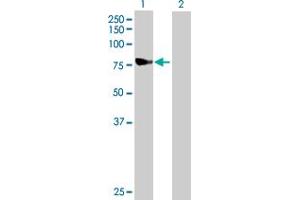 Western Blot analysis of NDUFS1 expression in transfected 293T cell line by NDUFS1 MaxPab polyclonal antibody. (NDUFS1 anticorps  (AA 1-727))