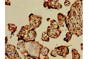 Immunohistochemistry of paraffin-embedded human placenta tissue using ABIN7154264 at dilution of 1:100 (GPC1 anticorps  (AA 342-530))